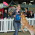 Disc Dogs