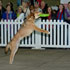 Disc Dogs