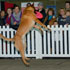 Disc Dogs