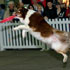 Disc Dogs