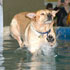 Alberta Dock Dogs