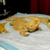 Edmonton Reptile & Amphibian Society