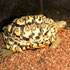 Edmonton Reptile & Amphibian Society