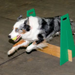 Flyball