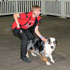 Flyball Dogs