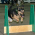 Flyball Dogs