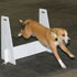 Flyball Dogs