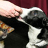 Edmonton Pet Expo