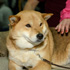 Edmonton Pet Expo