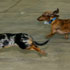 Wiener Dog Races