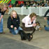 Wiener Dog Races