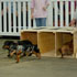 Wiener Dog Races