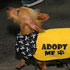 Wiener Dog Races